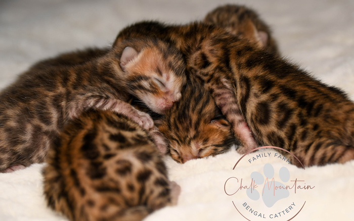 Bengal kitten for sale